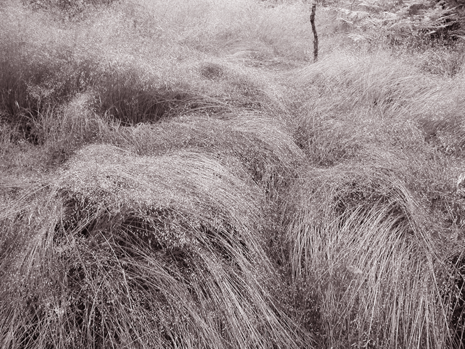 In the grass I 