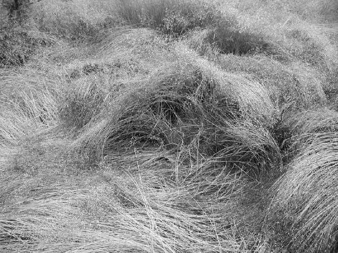 In the grass II   