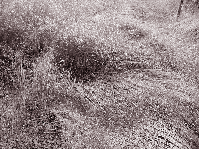 In the grass III  