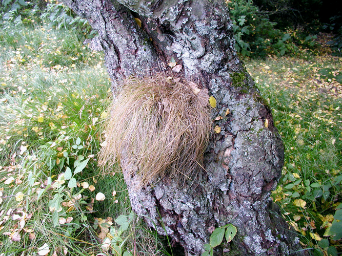 In the woods I  