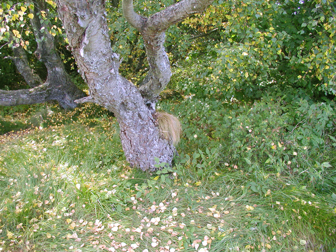 In the woods II 