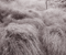 In the grass I 