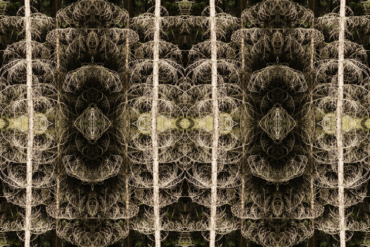 Northern woods III
