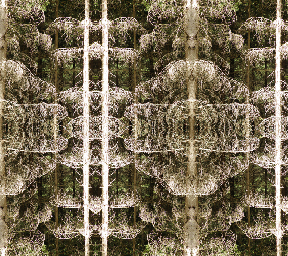 Northern woods II