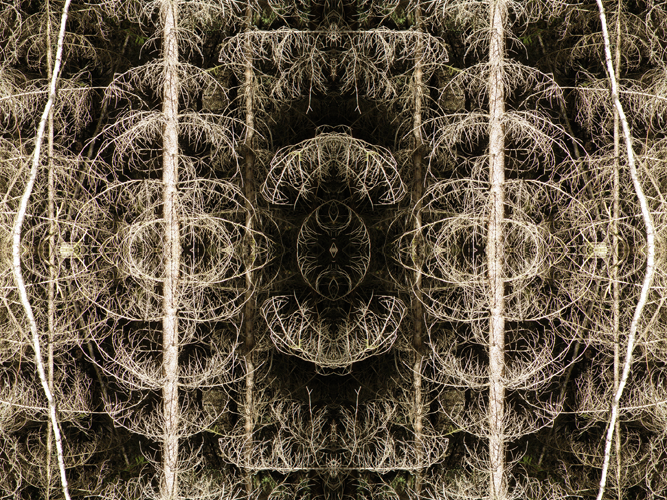 Northern woods I