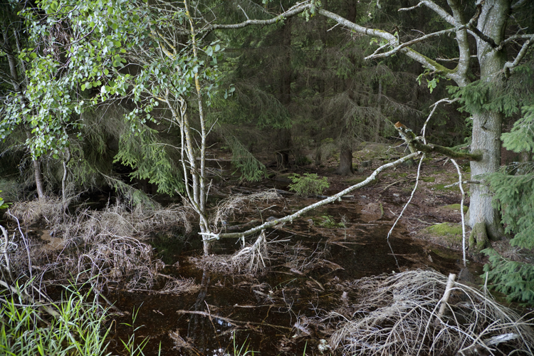 Within Trees I