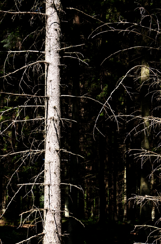 Spruce
