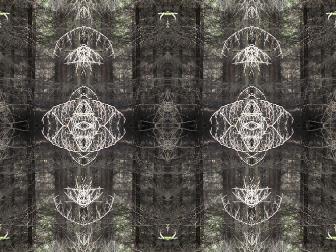Forest Glade