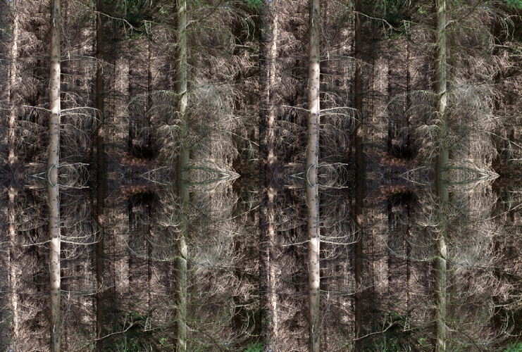 In the Glade