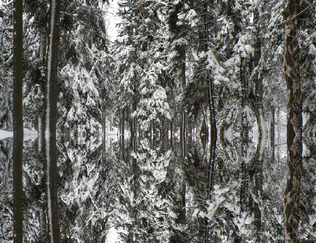 Winterrocket