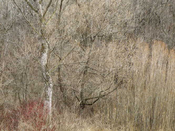 Within Trees II