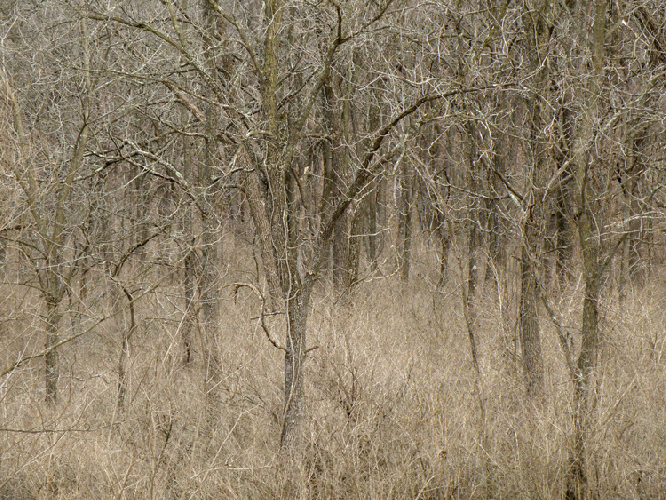Within Trees III