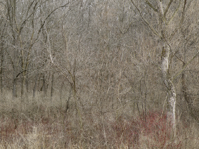 Within Trees IV