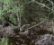 Within Trees I
