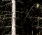 Spruce