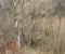 Within Trees II